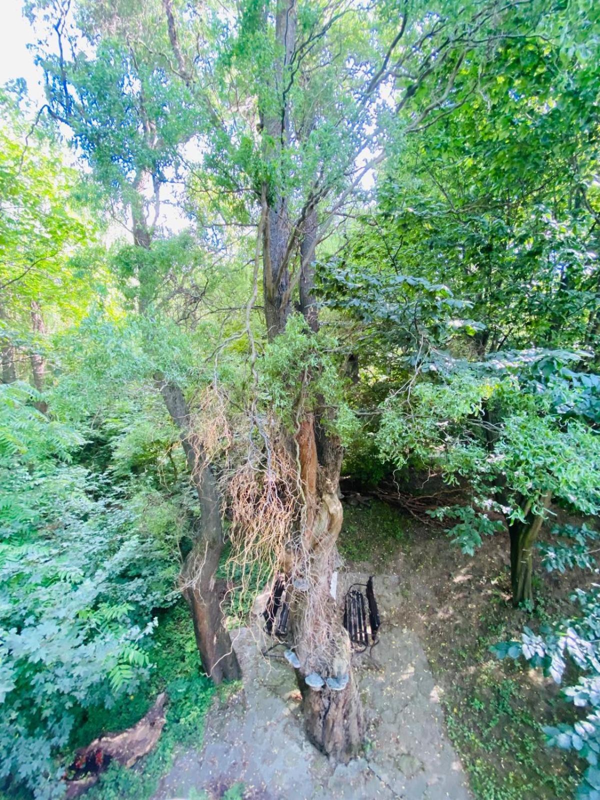 Rapsodia Pension Sučava Exteriér fotografie